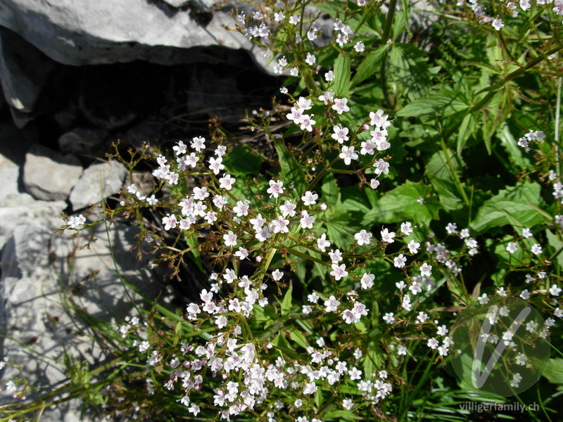 Dreiblatt-Baldrian: Blüten