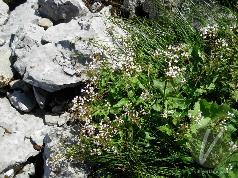 Dreiblatt-Baldrian: Blüten, Gesamtbild