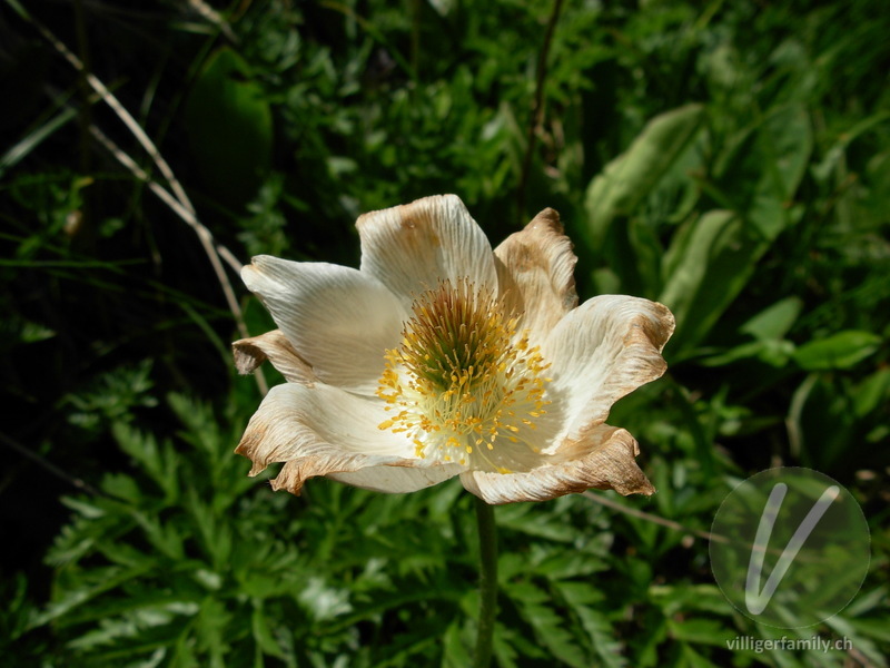 Weisse Alpen-Anemone: Blüten