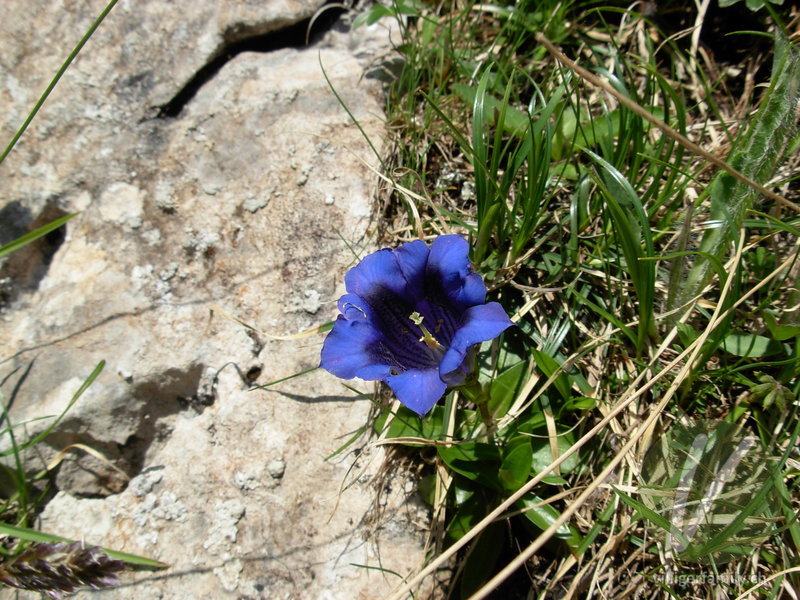 Kalk-Glocken-Enzian: Blüten, Gesamtbild