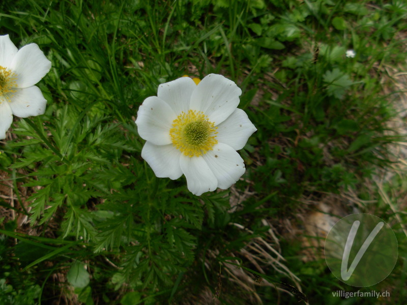 Weisse Alpen-Anemone: Blüten