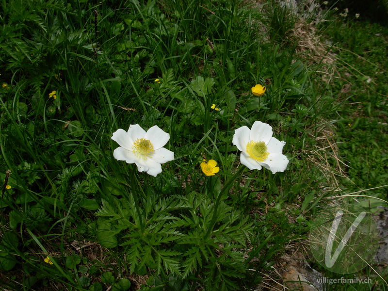 Weisse Alpen-Anemone: Blüten