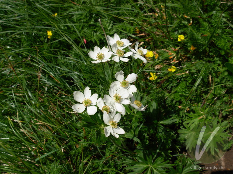 Narzissen-Windröschen: Blüten