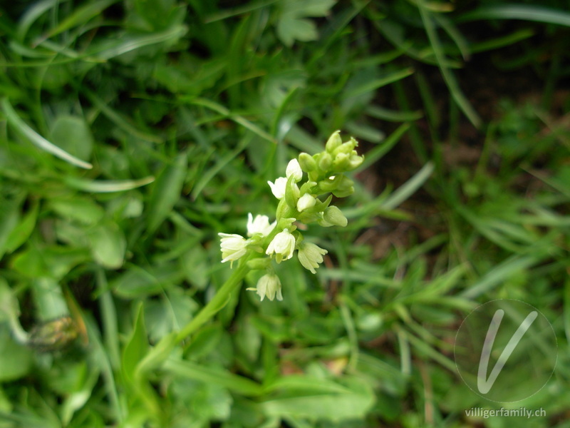 Weisszunge: Blüten