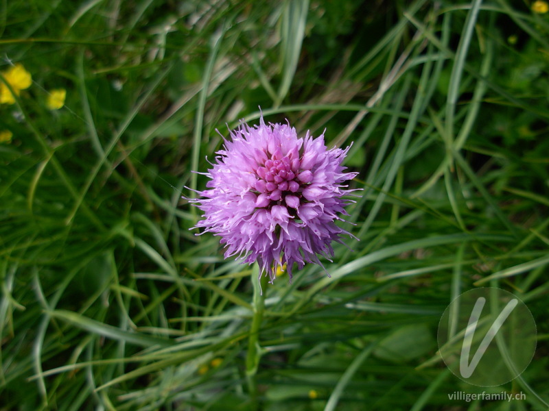 Kugelorchis: Blüten