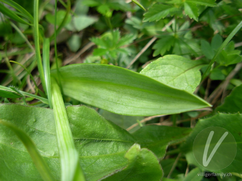 Kugelorchis: Blätter