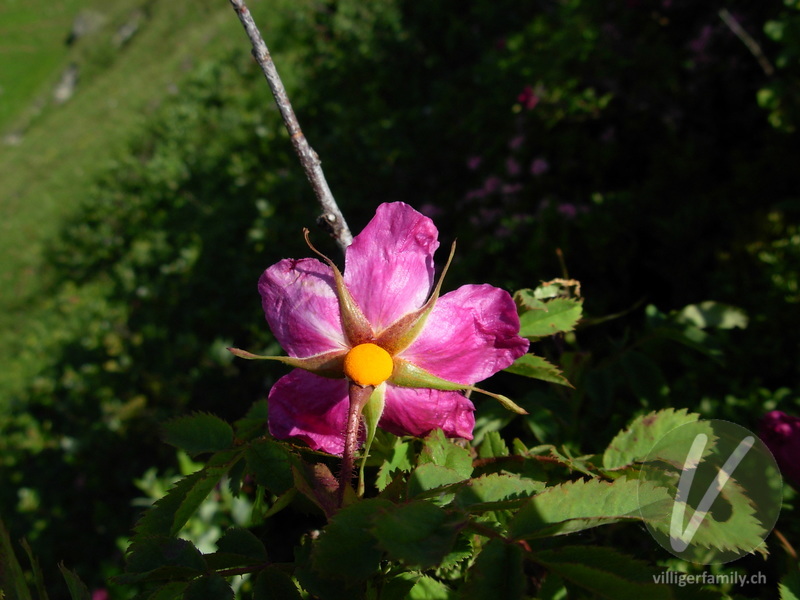 Alpen-Hagrose: Blüten