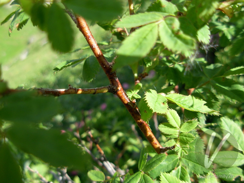 Alpen-Hagrose: Stengel