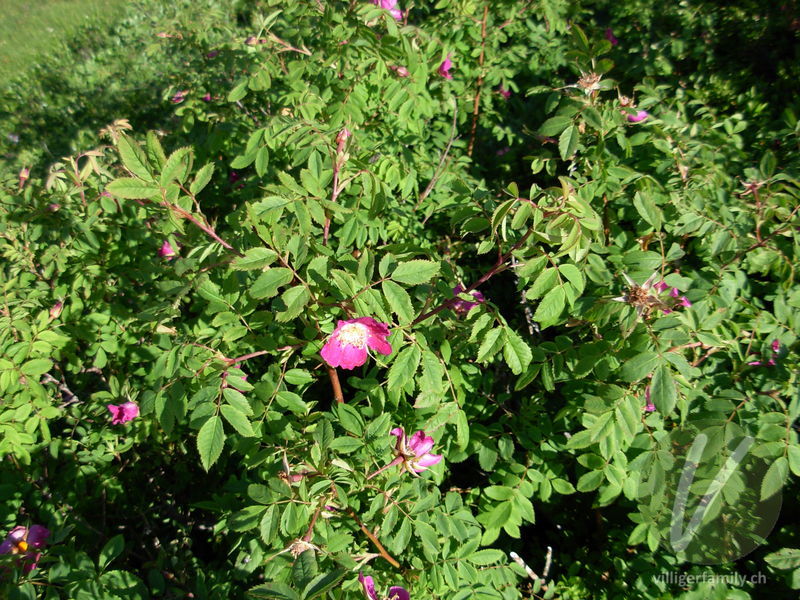 Alpen-Hagrose: Blüten, Gesamtbild