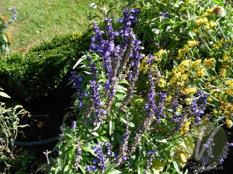 Mehlige Salbei: Gesamtbild, Blüten