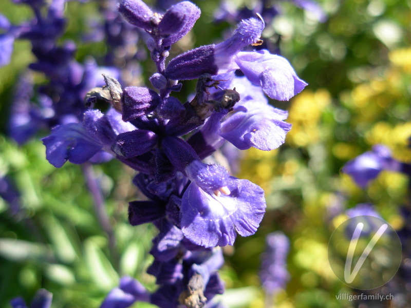 Mehlige Salbei: Blüten