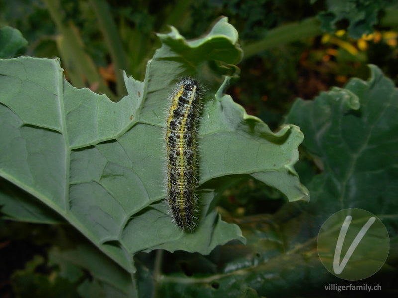 Grosser Kohlweissling: 