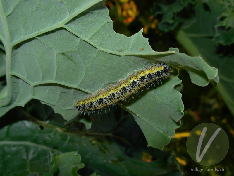 Grosser Kohlweissling: 