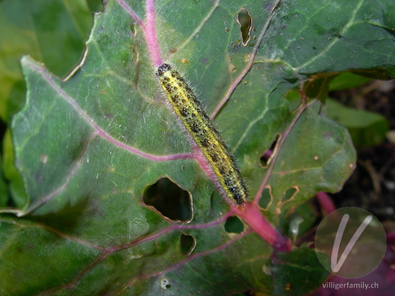 Grosser Kohlweissling: 