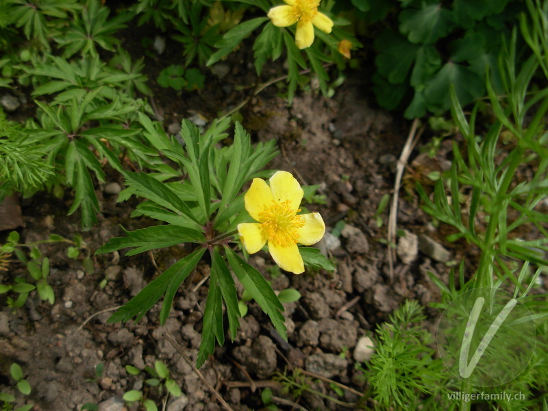 Gelbes Windröschen: Blüten, Blätter, Gesamtbild