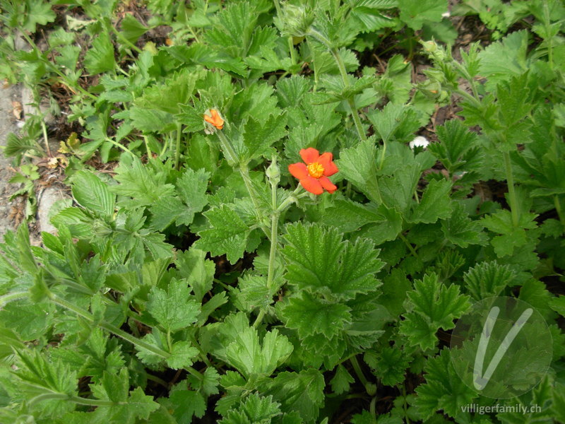 Rote Nelkenwurz: Blüten