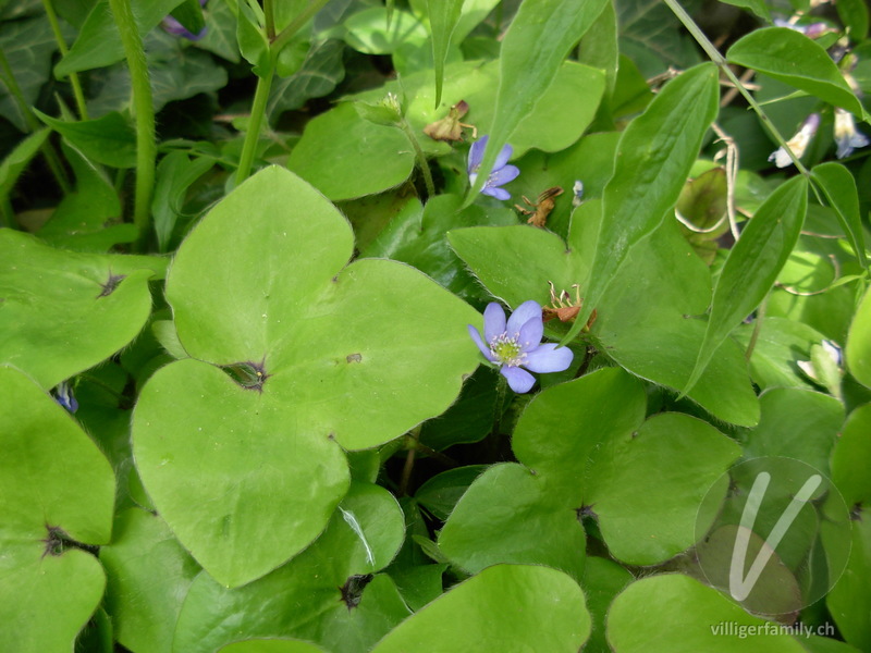 Leberblümchen: Blüten, Blätter, Gesamtbild