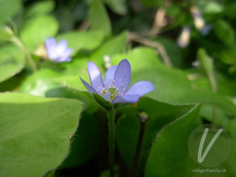 Leberblümchen: Blüten