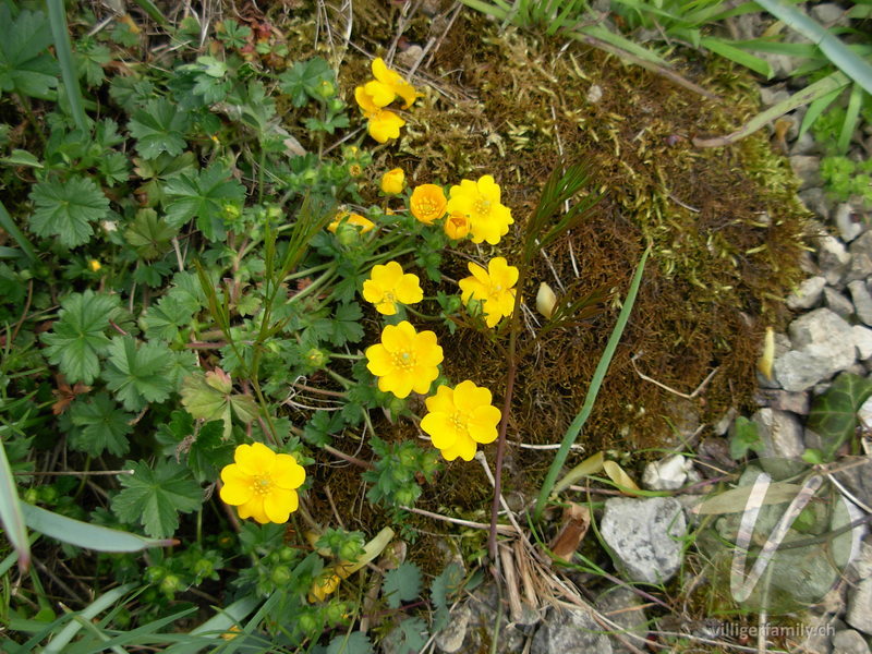 Gold-Fingerkraut: Blüten, Gesamtbild