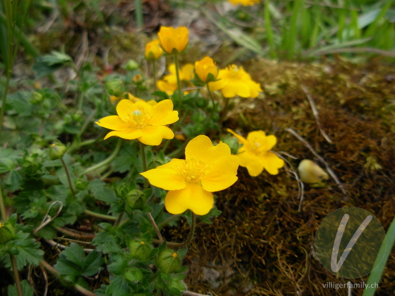 Gold-Fingerkraut: Blüten