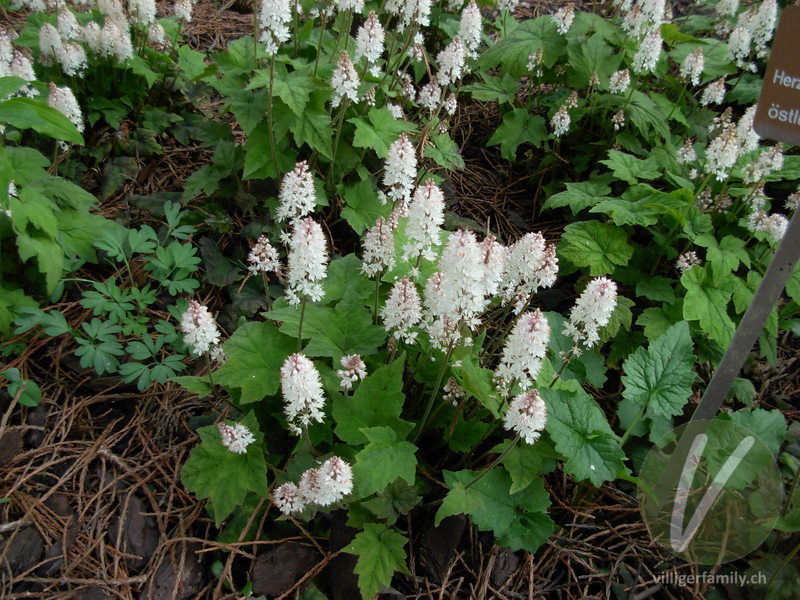 Herzblättrige Schaumblüte: Gesamtbild, Blüten