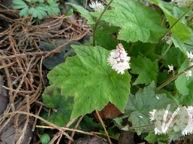 Herzblättrige Schaumblüte: Blätter