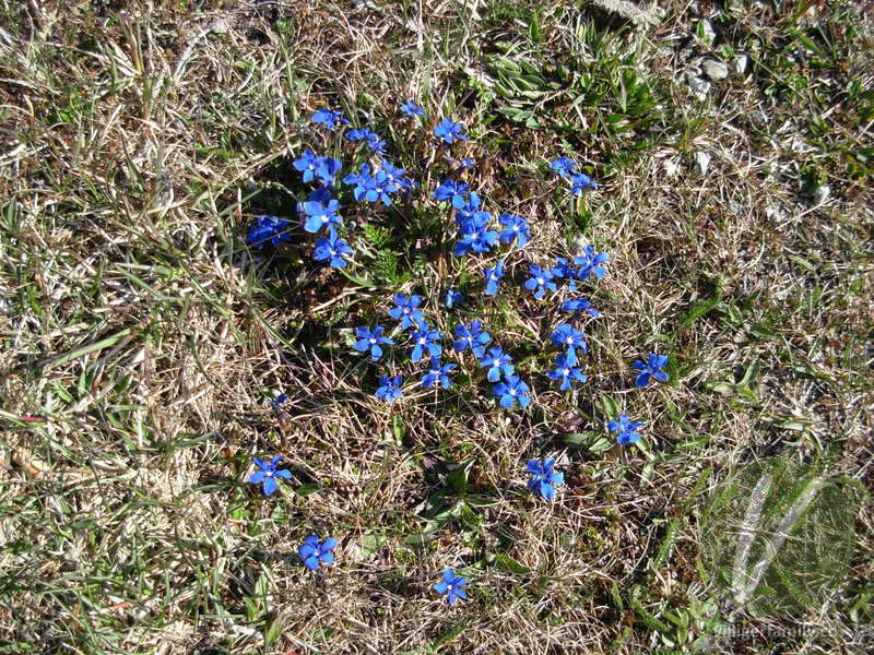 Frühlings-Enzian: Blüten, Gesamtbild