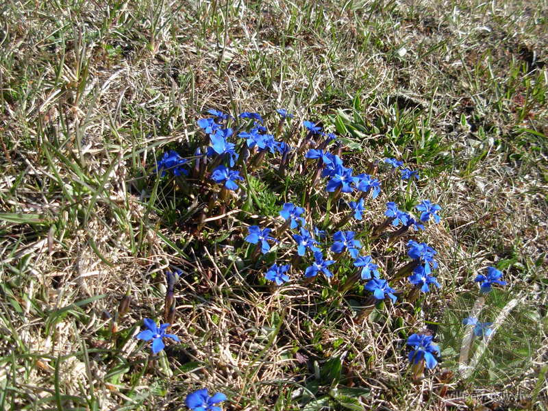 Frühlings-Enzian: Blüten, Gesamtbild