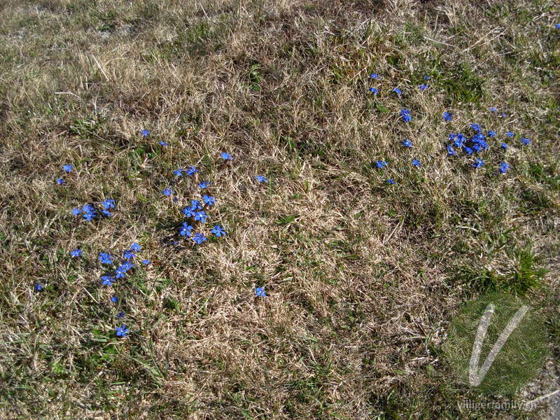 Frühlings-Enzian: Gesamtbild, Blüten