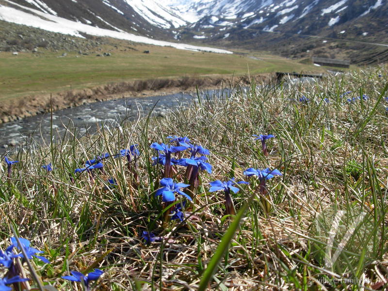 Frühlings-Enzian: Gesamtbild, Blüten