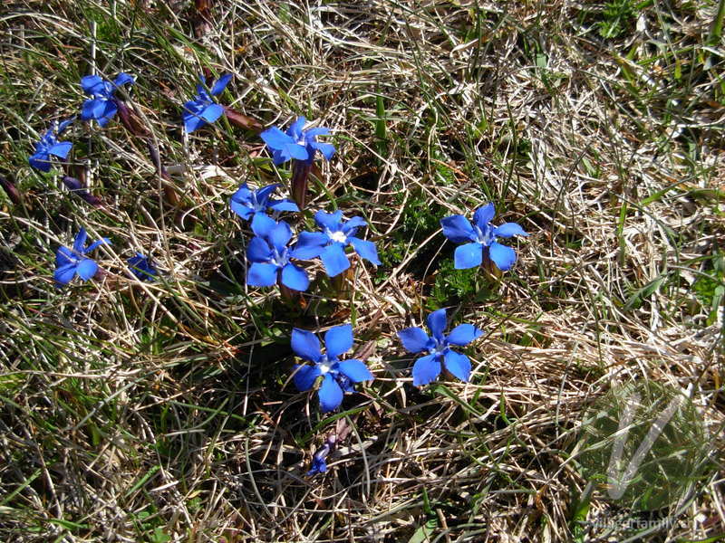 Frühlings-Enzian: Blüten, Gesamtbild