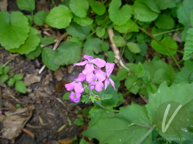 Garten-Mondviole: Blüten