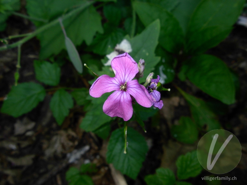 Garten-Mondviole: Blüten