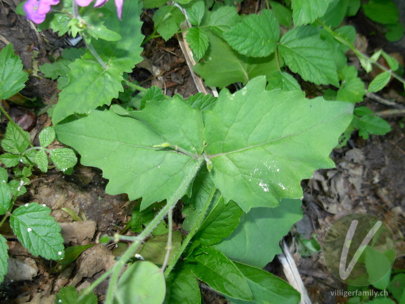 Garten-Mondviole: Blätter