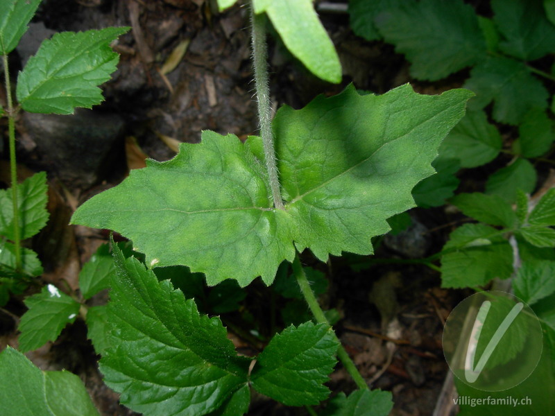 Garten-Mondviole: Blätter, Stengel