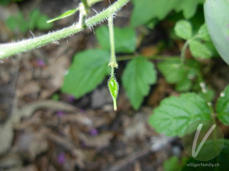 Garten-Mondviole: Früchte