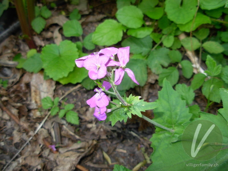 Garten-Mondviole: Blüten, Blätter, Gesamtbild