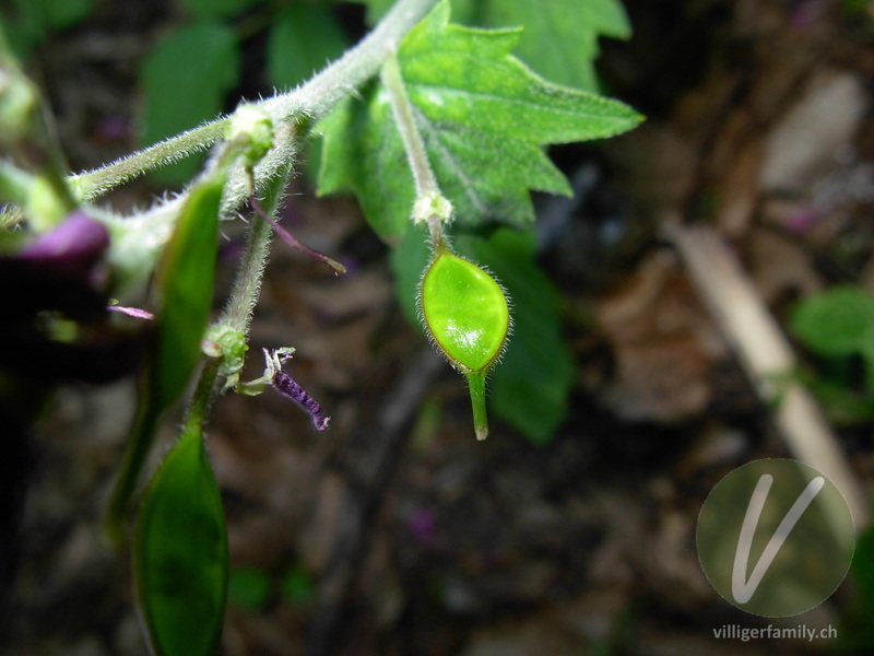 Garten-Mondviole: Früchte