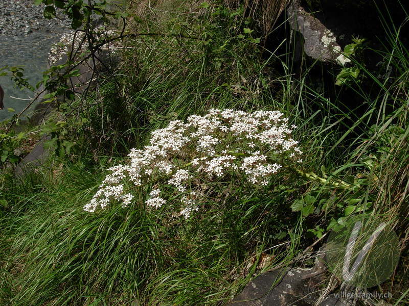 Strauss-Steinbrech: Blüten, Gesamtbild