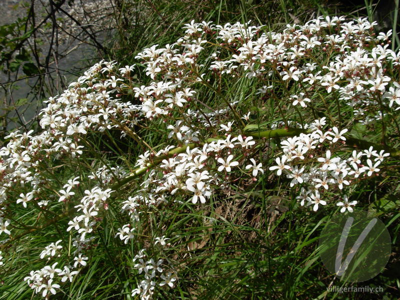 Strauss-Steinbrech: Blüten