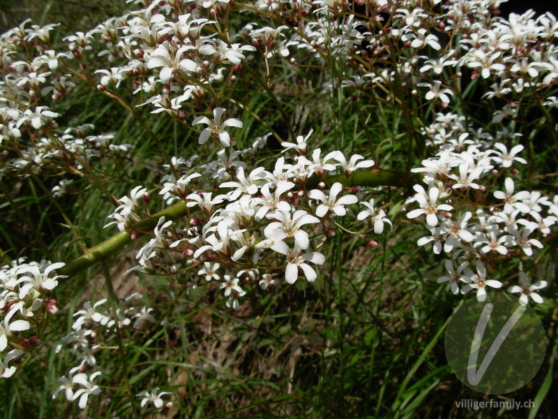 Strauss-Steinbrech: Blüten