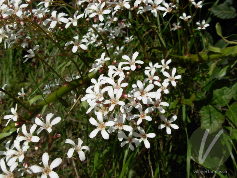 Strauss-Steinbrech: Blüten