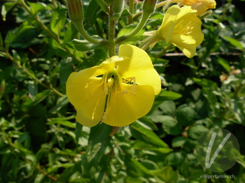 Gewöhnliche Zweijährige Nachtkerze: Blüten