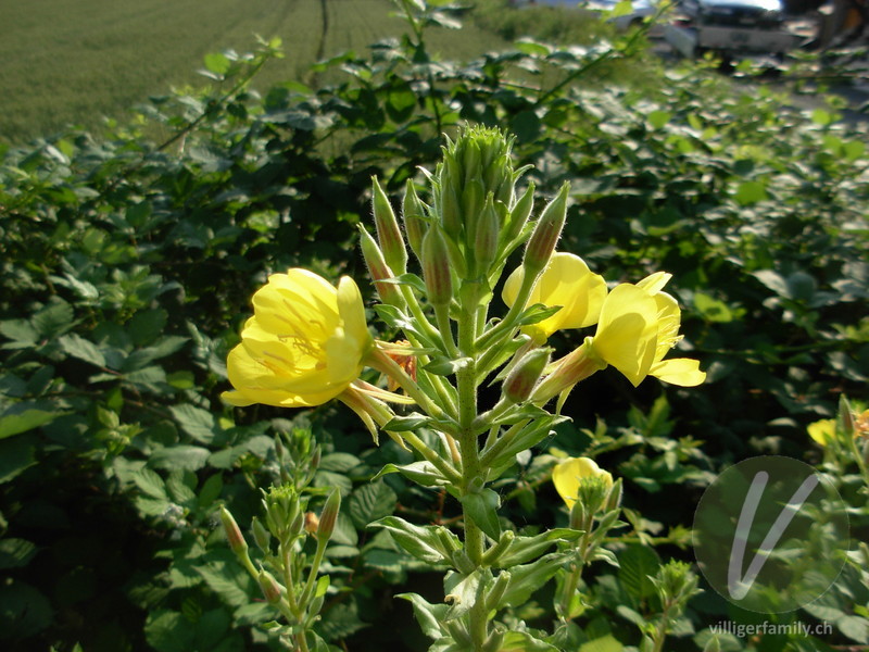 Gewöhnliche Zweijährige Nachtkerze: Blüten