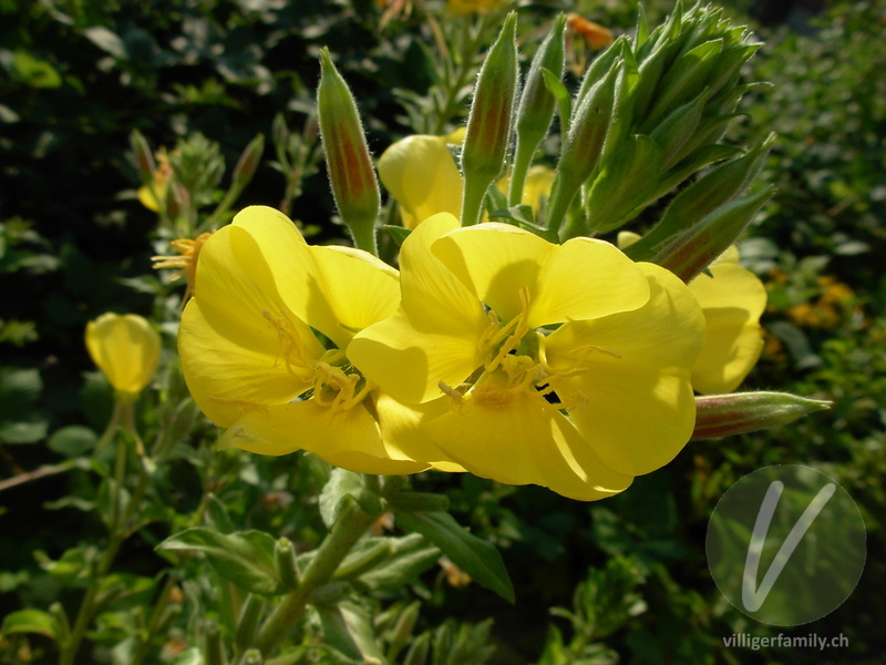 Gewöhnliche Zweijährige Nachtkerze: Blüten