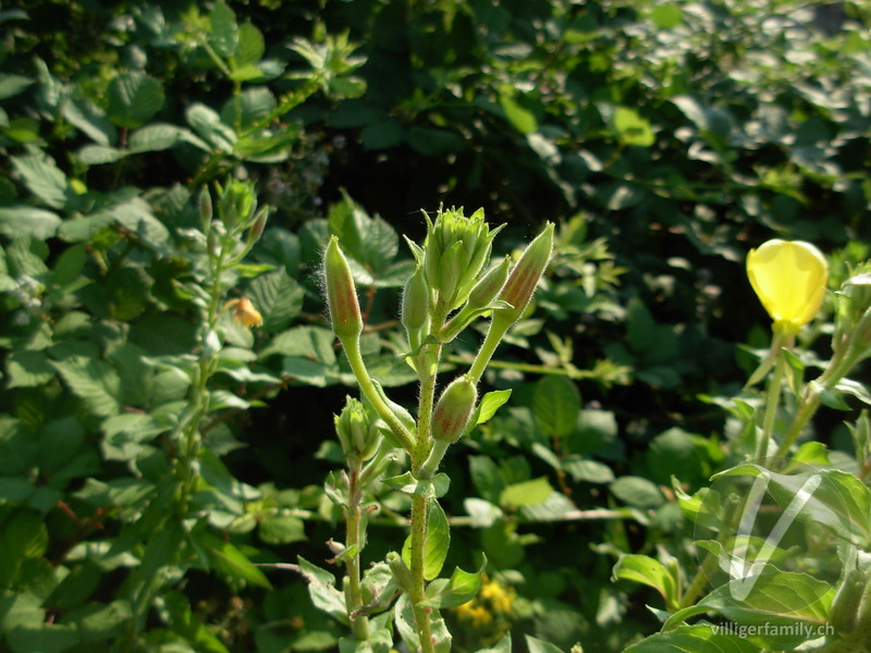 Gewöhnliche Zweijährige Nachtkerze: Blüten