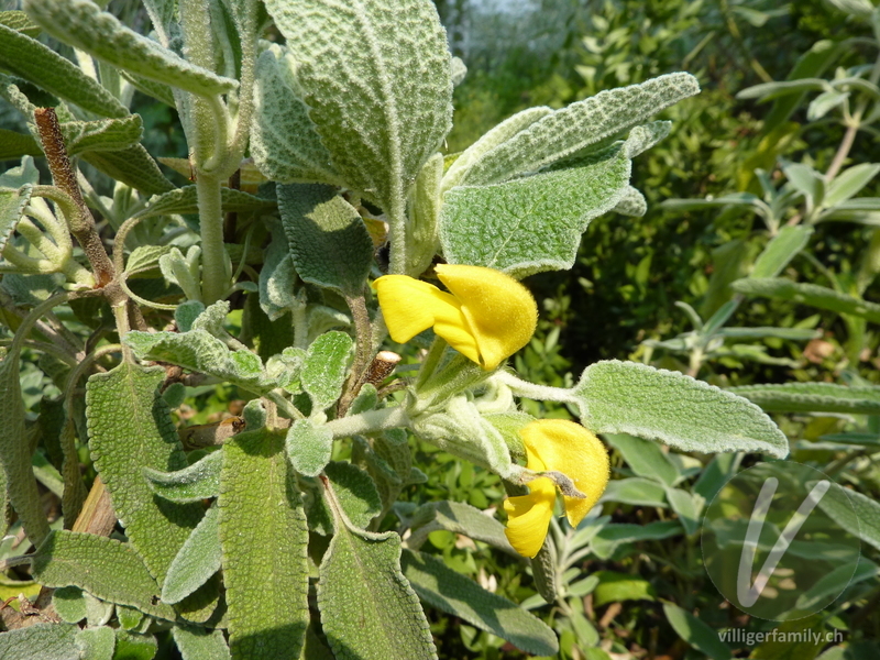 Strauchiges Brandkraut: Blüten