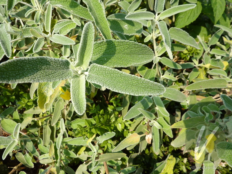 Strauchiges Brandkraut: Blätter