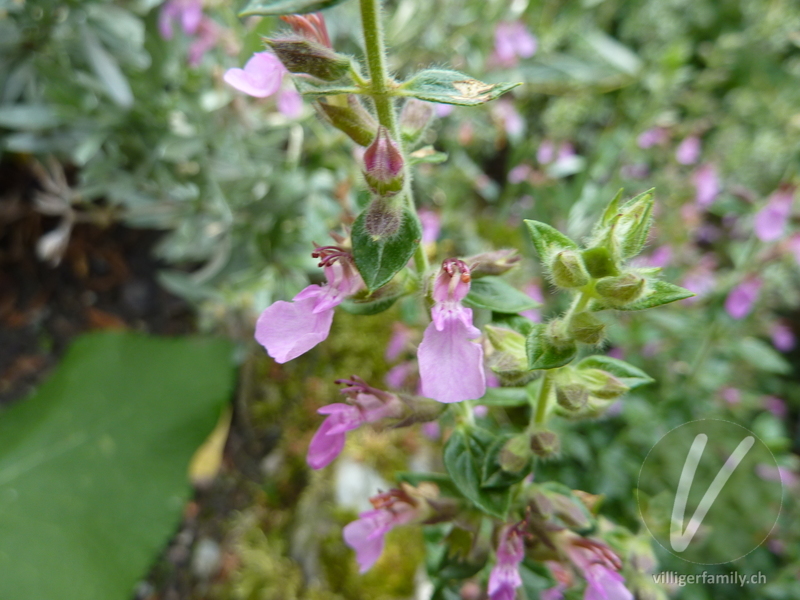 Edel-Gamander: Blüten, Blätter