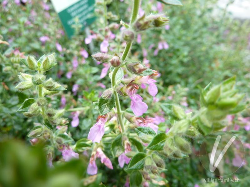 Edel-Gamander: Blüten, Blätter